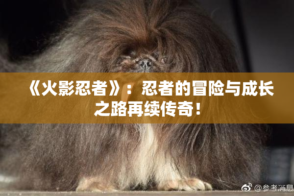 《火影忍者》：忍者的冒险与成长之路再续传奇！