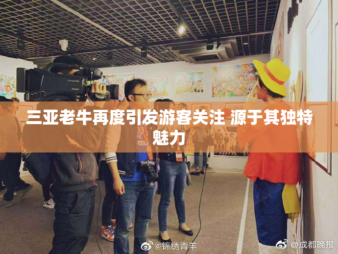 三亚老牛再度引发游客关注 源于其独特魅力