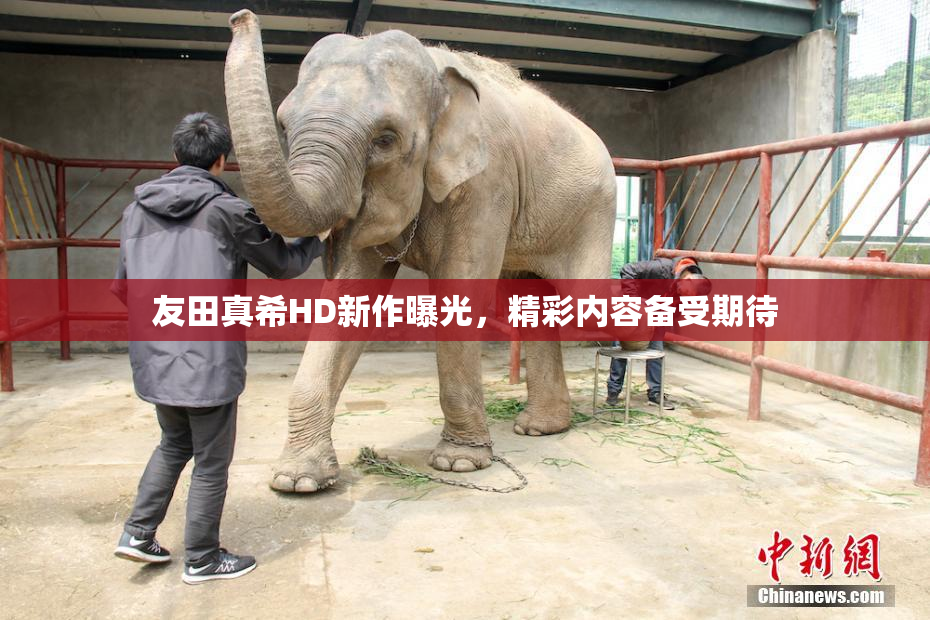 友田真希HD新作曝光，精彩内容备受期待