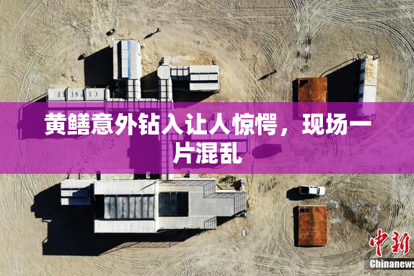 黄鳝意外钻入让人惊愕，现场一片混乱