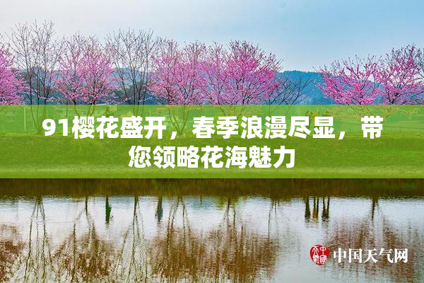 91樱花盛开，春季浪漫尽显，带您领略花海魅力