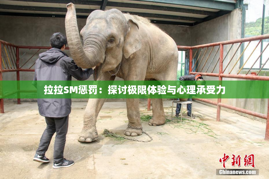 拉拉SM惩罚：探讨极限体验与心理承受力