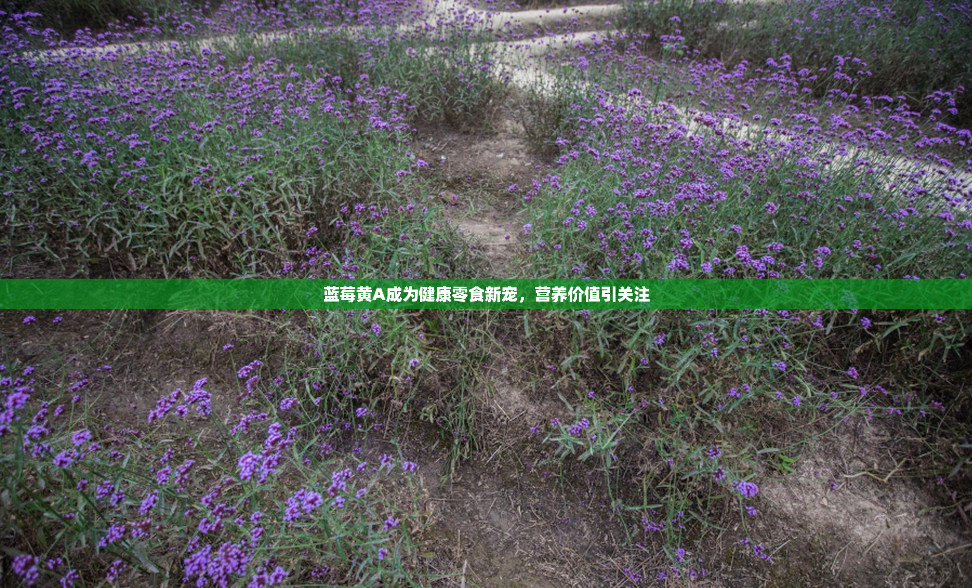 蓝莓黄A成为健康零食新宠，营养价值引关注
