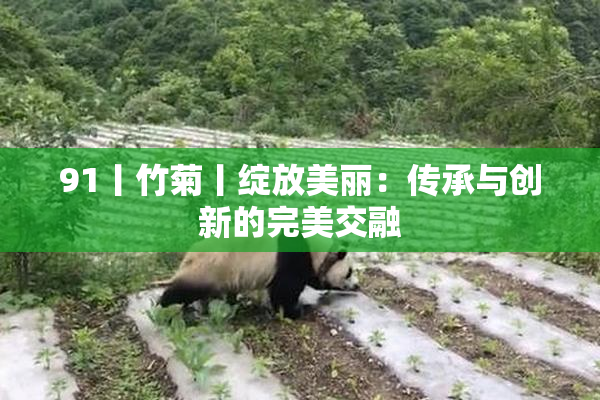 91丨竹菊丨绽放美丽：传承与创新的完美交融