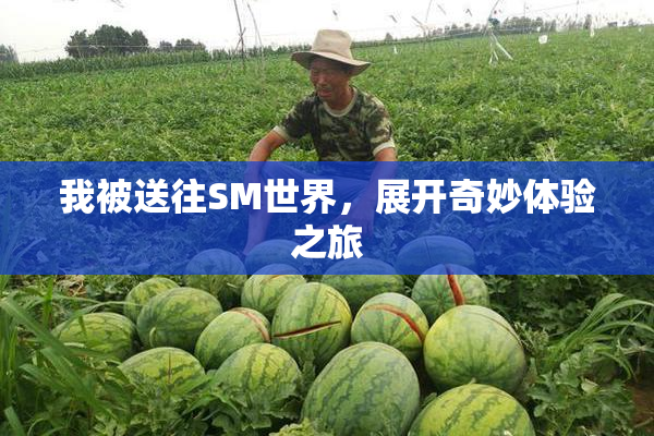 我被送往SM世界，展开奇妙体验之旅