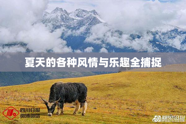 夏天的各种风情与乐趣全捕捉