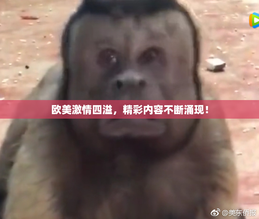 欧美激情四溢，精彩内容不断涌现！
