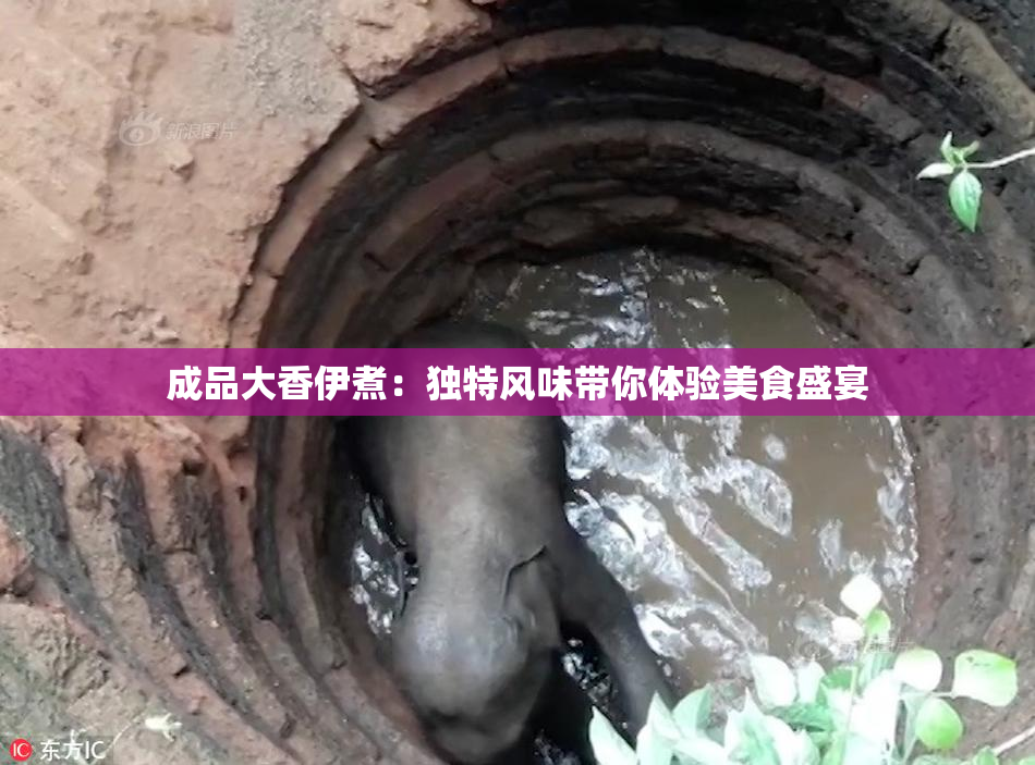 成品大香伊煮：独特风味带你体验美食盛宴