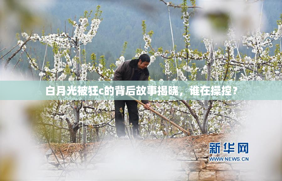 白月光被狂c的背后故事揭晓，谁在操控？