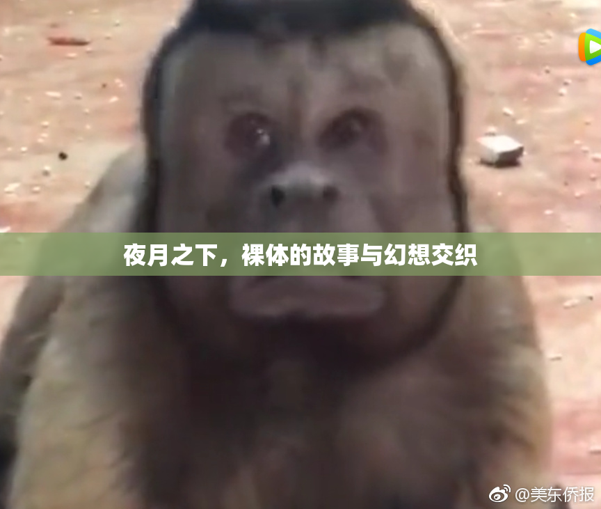 夜月之下，裸体的故事与幻想交织