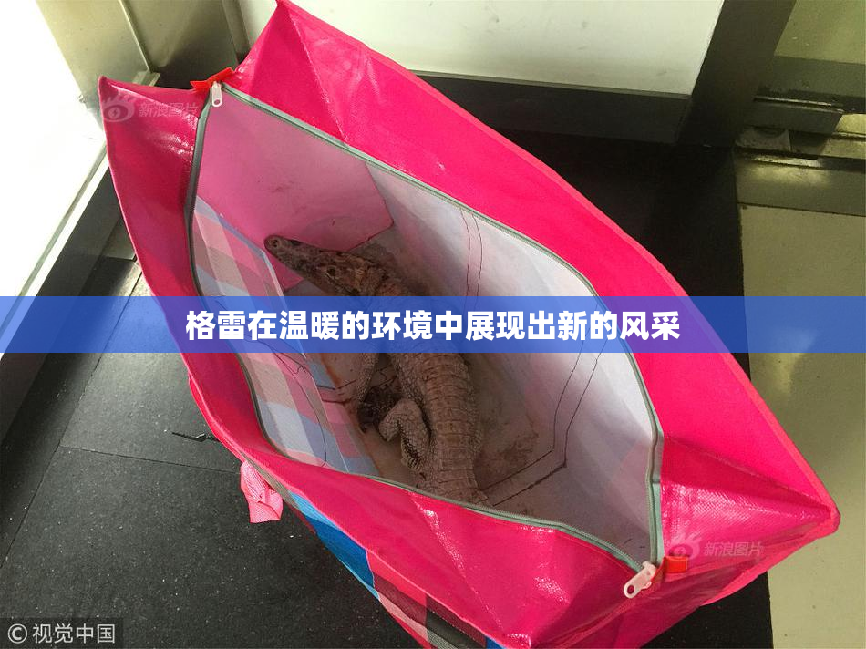 格雷在温暖的环境中展现出新的风采