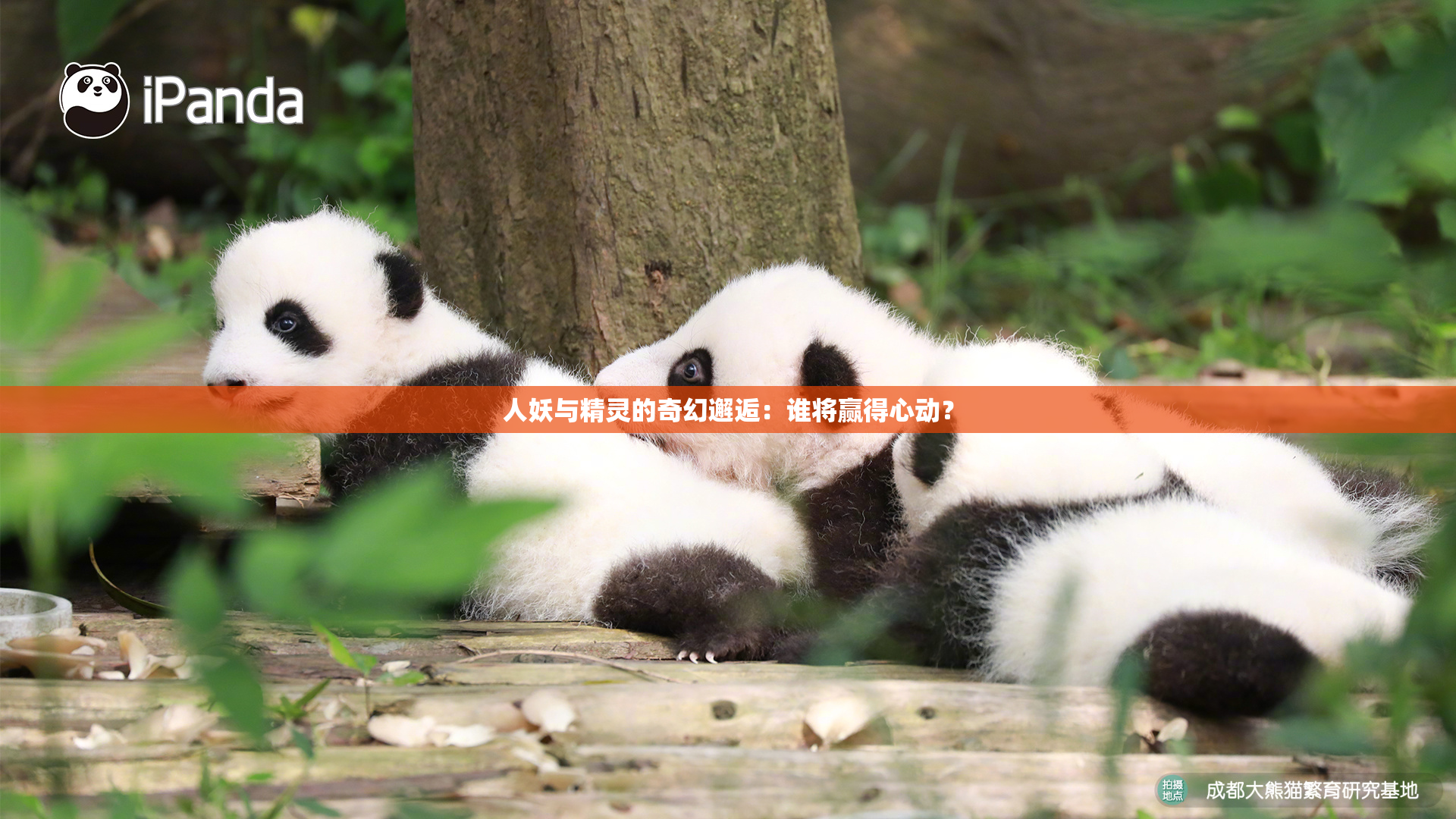 人妖与精灵的奇幻邂逅：谁将赢得心动？