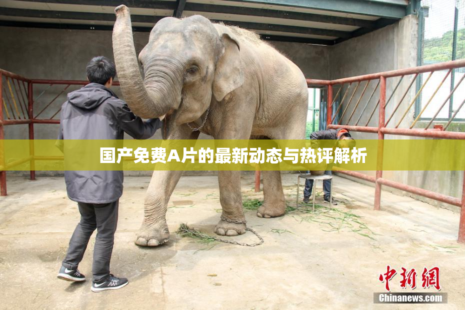 国产免费A片的最新动态与热评解析