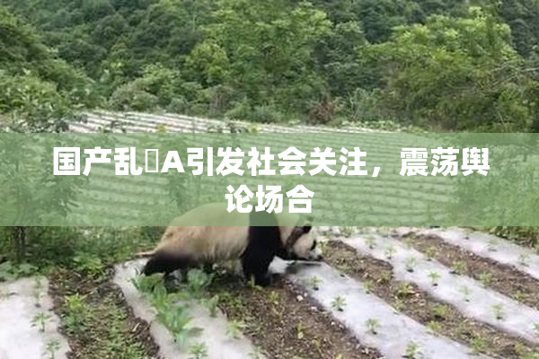 国产乱婬A引发社会关注，震荡舆论场合
