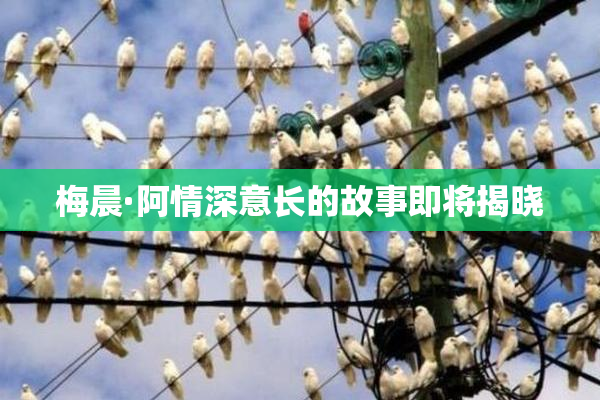 梅晨·阿情深意长的故事即将揭晓