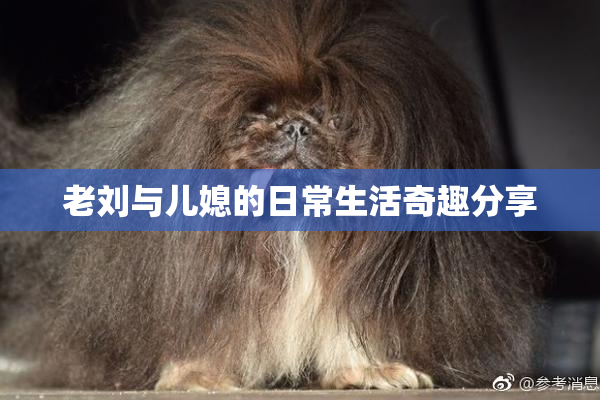 老刘与儿媳的日常生活奇趣分享