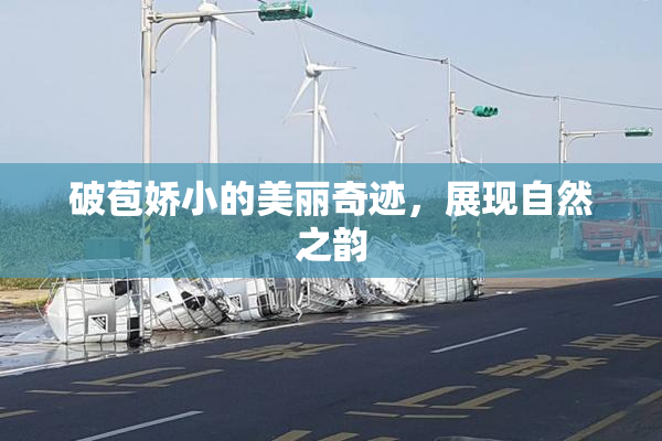 破苞娇小的美丽奇迹，展现自然之韵