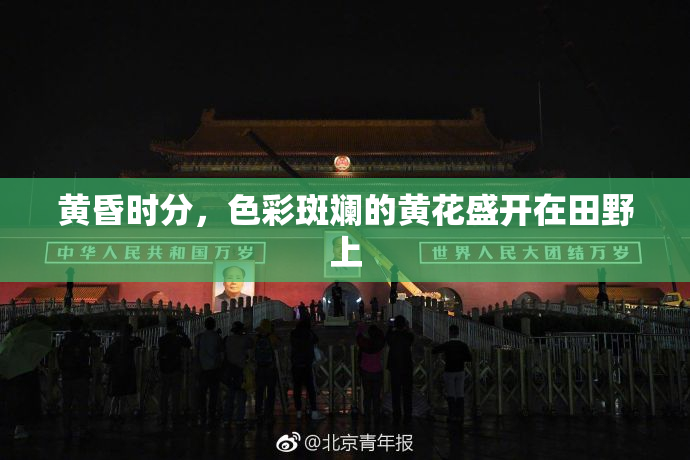黄昏时分，色彩斑斓的黄花盛开在田野上