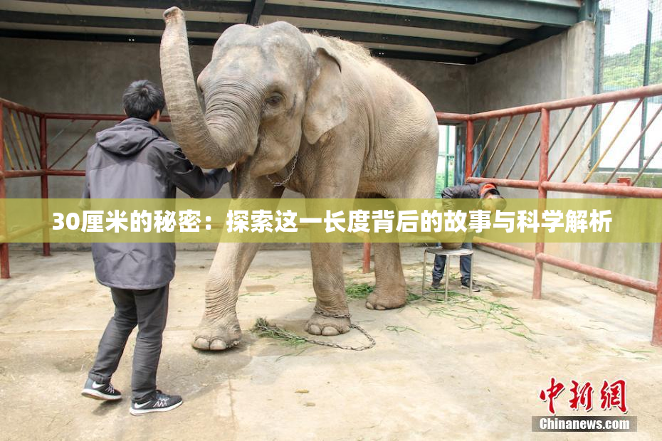 30厘米的秘密：探索这一长度背后的故事与科学解析