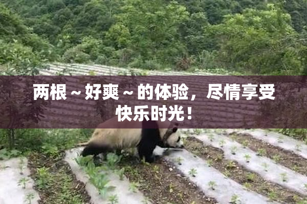 两根～好爽～的体验，尽情享受快乐时光！