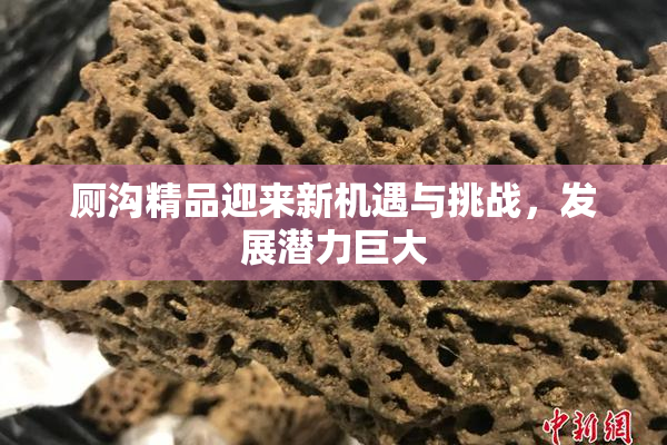 厕沟精品迎来新机遇与挑战，发展潜力巨大