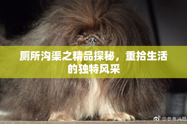 厕所沟渠之精品探秘，重拾生活的独特风采