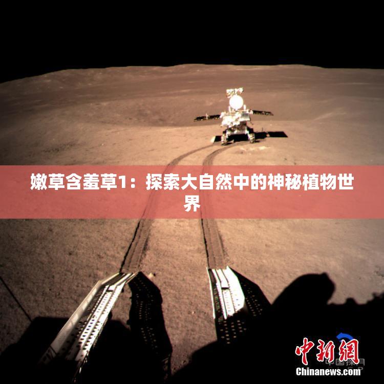 嫩草含羞草1：探索大自然中的神秘植物世界