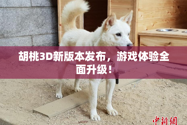 胡桃3D新版本发布，游戏体验全面升级！