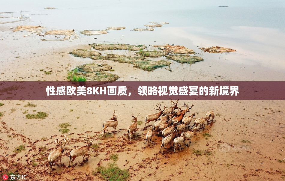 性感欧美8KH画质，领略视觉盛宴的新境界