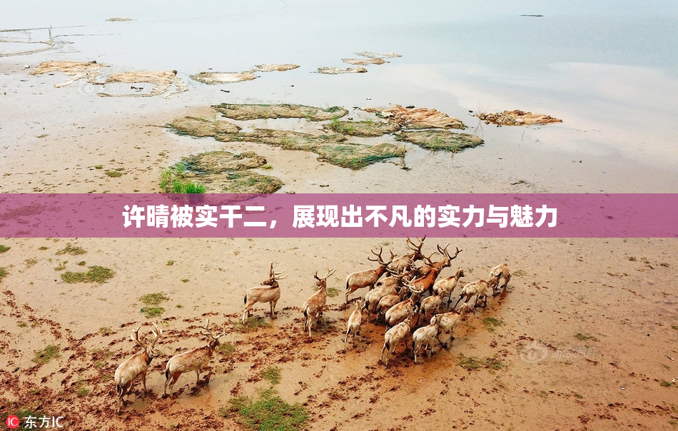 许晴被实干二，展现出不凡的实力与魅力