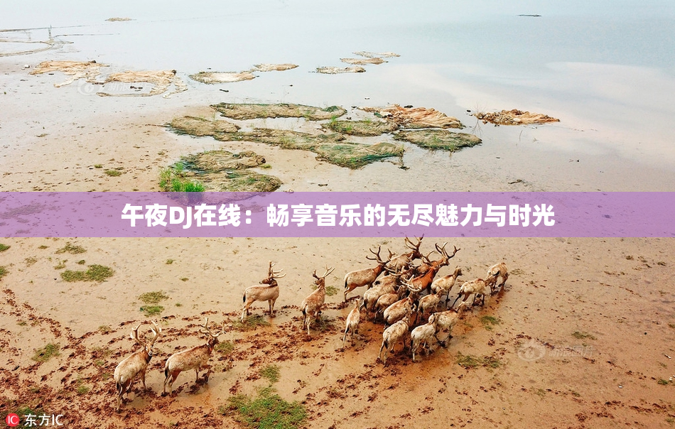 午夜DJ在线：畅享音乐的无尽魅力与时光