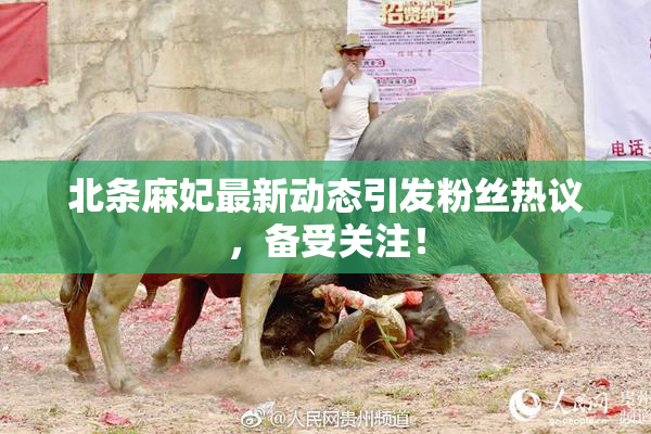 北条麻妃最新动态引发粉丝热议，备受关注！