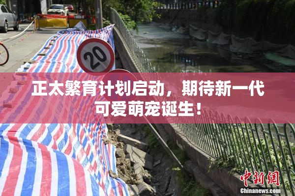 正太繁育计划启动，期待新一代可爱萌宠诞生！