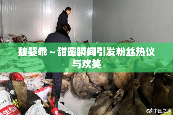 魏婴乖～甜蜜瞬间引发粉丝热议与欢笑