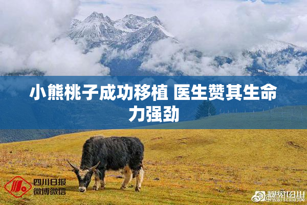 小熊桃子成功移植 医生赞其生命力强劲
