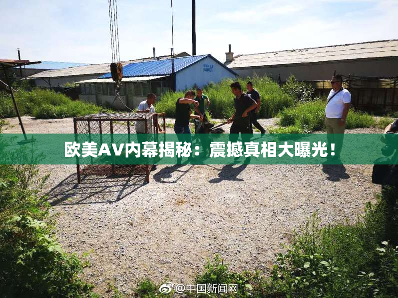 欧美AV内幕揭秘：震撼真相大曝光！
