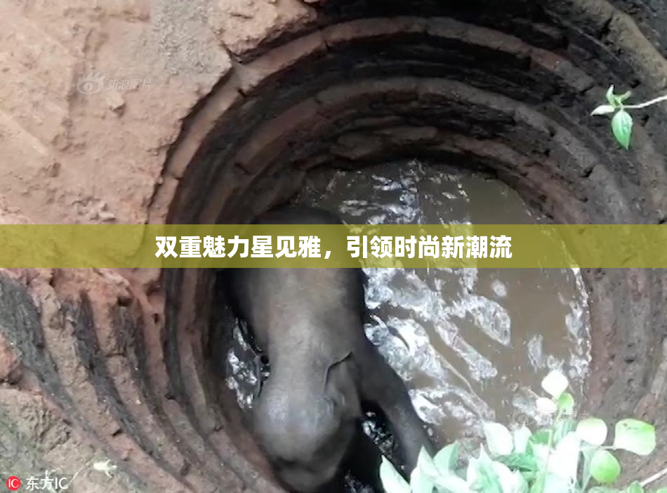 双重魅力星见雅，引领时尚新潮流