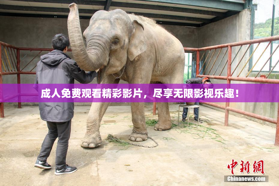 成人免费观看精彩影片，尽享无限影视乐趣！