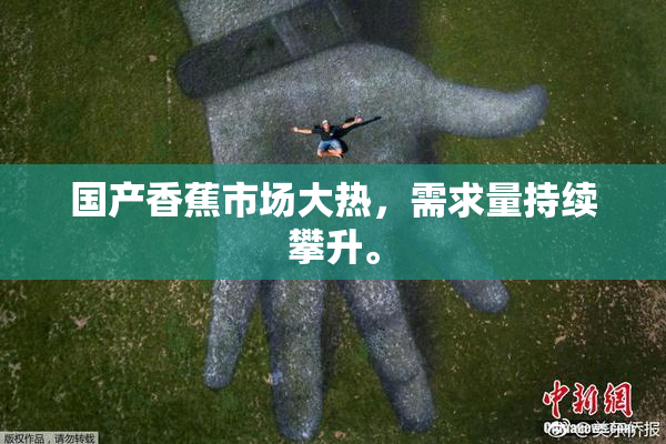 国产香蕉市场大热，需求量持续攀升。