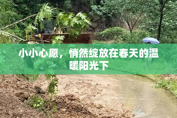 小小心愿，悄然绽放在春天的温暖阳光下
