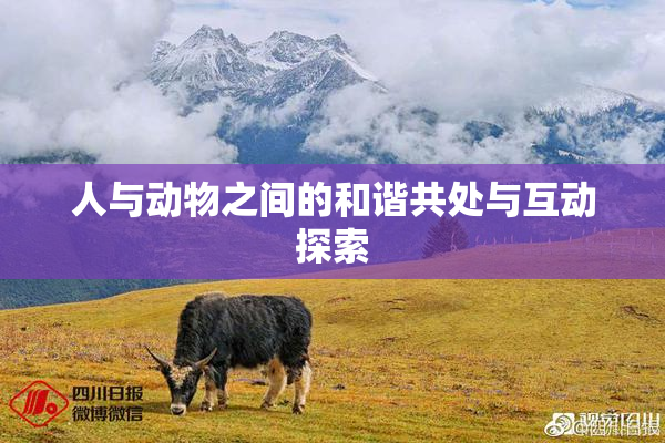 人与动物之间的和谐共处与互动探索