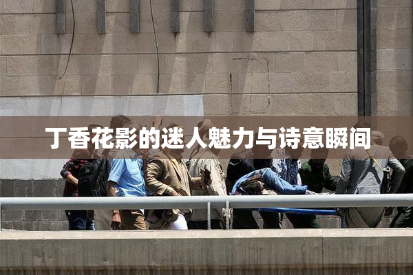 丁香花影的迷人魅力与诗意瞬间