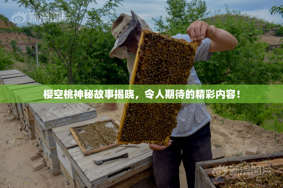 樱空桃神秘故事揭晓，令人期待的精彩内容！