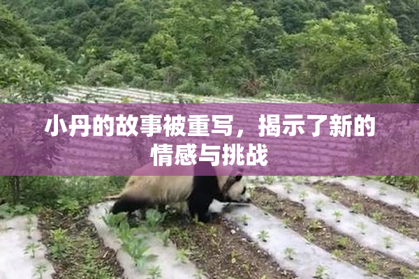 小丹的故事被重写，揭示了新的情感与挑战
