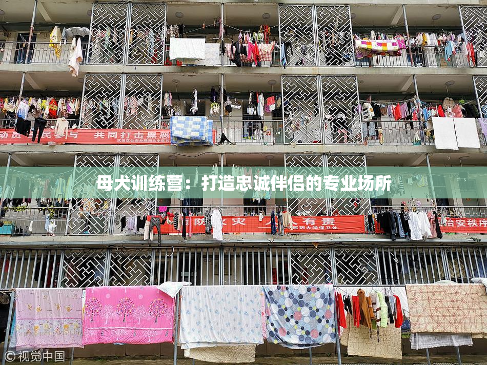 母犬训练营：打造忠诚伴侣的专业场所