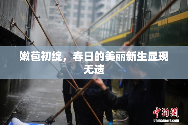 嫩苞初绽，春日的美丽新生显现无遗