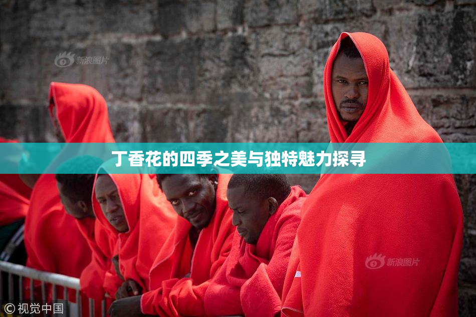 丁香花的四季之美与独特魅力探寻