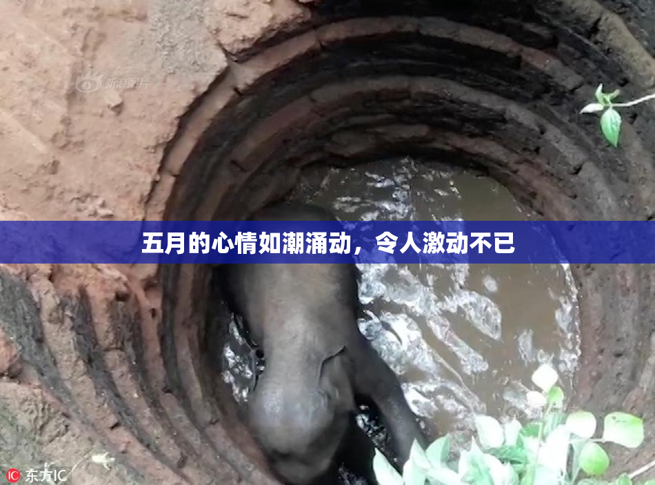 五月的心情如潮涌动，令人激动不已