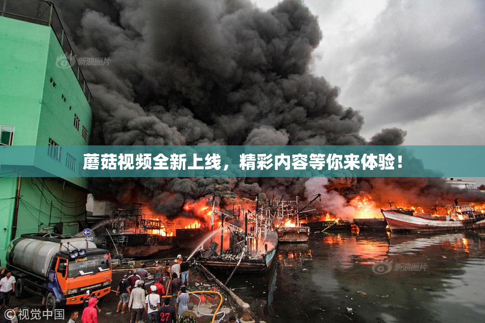 蘑菇视频全新上线，精彩内容等你来体验！