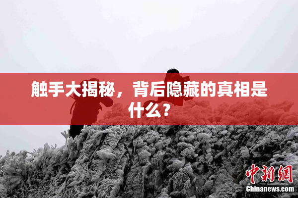 触手大揭秘，背后隐藏的真相是什么？